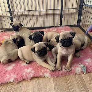 Mops Welpen reinrassig