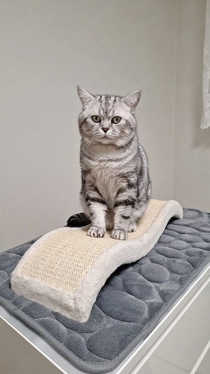 Britisch kurzhaar Dekkater mit Stammbaum 