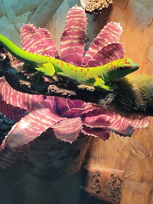 1.1 Phelsuma madagaskariensis Zuchtpaar