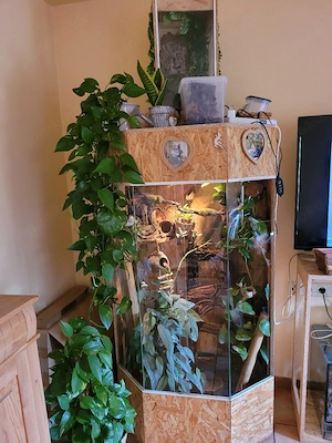 1.1 Phelsuma madagaskariensis Zuchtpaar Bild 4