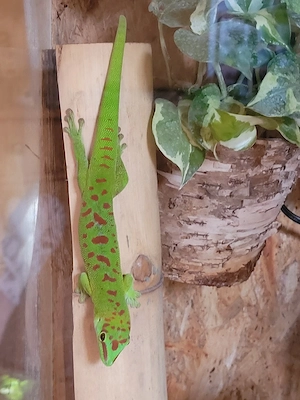 1.1 Phelsuma madagaskariensis Zuchtpaar Bild 2