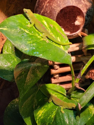 1.1 Phelsuma madagaskariensis Zuchtpaar Bild 3