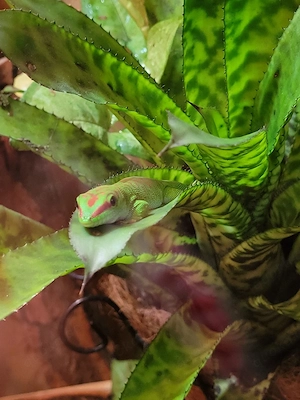 1.1 Phelsuma madagaskariensis Zuchtpaar Bild 5