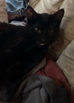schwarze katze