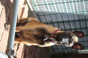 Malinois Welpen