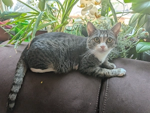katze Mila 2 jahre alt
