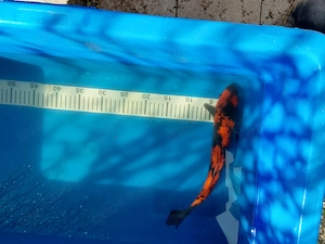 Japan Koi Rot Schwarz ca.40cm
