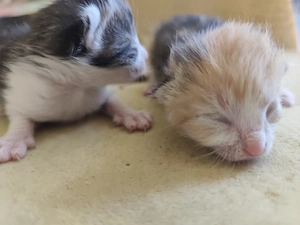    Süße Kitten suchen ein liebevolles Zuhause   