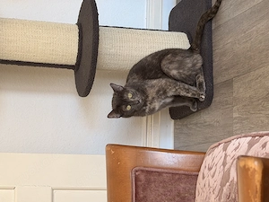 Süße kleine Katze zu vergeben