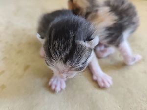    Süße Kitten suchen ein liebevolles Zuhause   