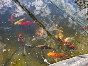Koi, Shubukin, Sarasa, Goldfische, Goldofeder und Goldorfen