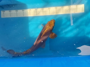 Koi Bronze Gold ca. 40cm