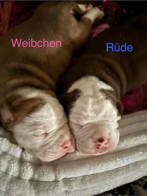 old englisch Bulldog