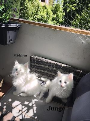 Liebhaber Kitten Maine Coon