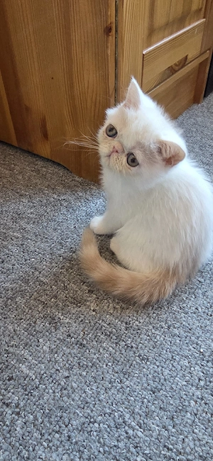 Exotic Shorthair Baby Mädchen 