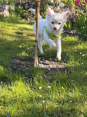 Chihuahu welpen Langhaar Bild 6