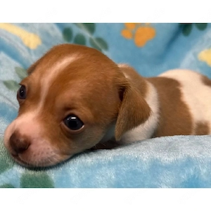 Hallo, ich habe einen süßen, menschenfreundlichen Chihuahua, der ein neues Zuhause sucht.