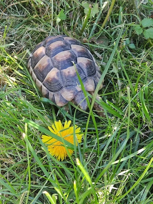 Testudo Marginata 2021