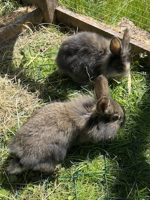 Zwergkaninchen Weibchen