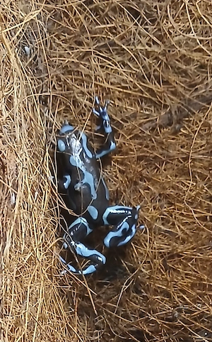 Dendrobates auratus 