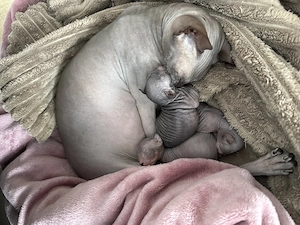 Don Sphynx Kitten 