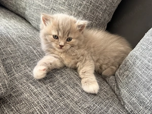 Blh Kitten in liebevolle Hände abzugeben