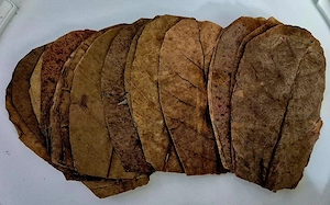 Seemandelbaumblätter Catappa Leaves