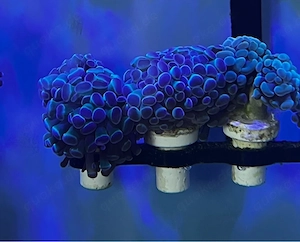 Ableger Koralle Euphyllia Paraancora Hologram 
