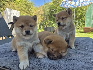  2 Shiba Inu Welpen,reinrassig 