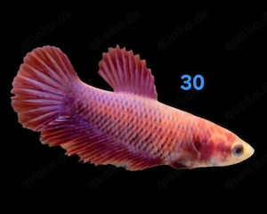 Mehrere Kampffisch Weibchen Betta splendens 