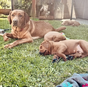 Foxred Labradorwelpen Rüden mit Ahnentafel