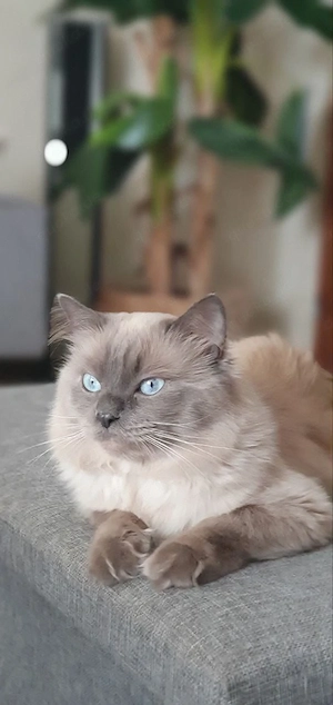 Deckkater Heilige Birma   Chocolate Point