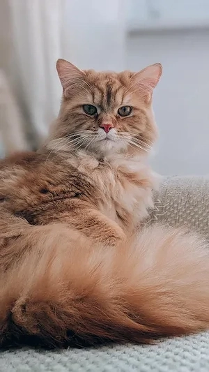Kastrierter Kater (2 J.) abzugeben   Komplettpaket mit Zubehör