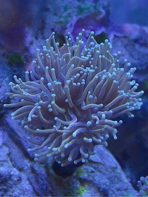 Ableger Koralle Euphyllia Glabrescens Hellfire