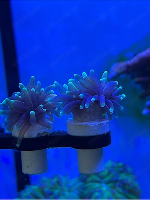 Ableger Koralle Euphyllia Glabrescens Dragon Soul