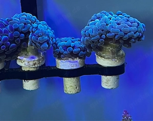 Ableger Koralle Euphyllia Paraancora Gold Nugget
