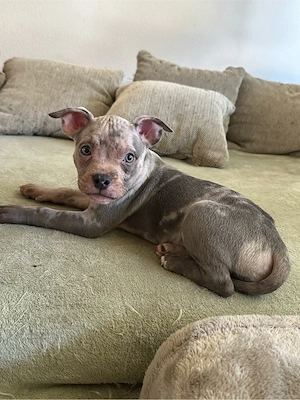 American Pocket Bully Welpen 8 Wochen alt 