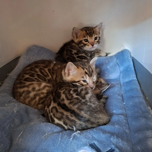 Reinrassige Bengal Kitten, mit Stammbaum 