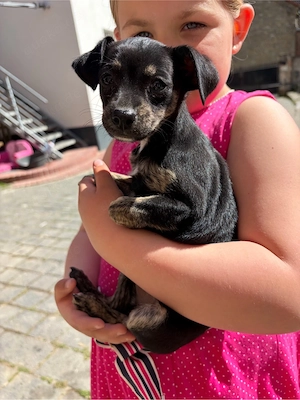 Jack Russel Chihuahua mix 