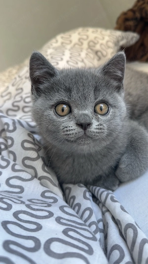 Bkh Kitten 