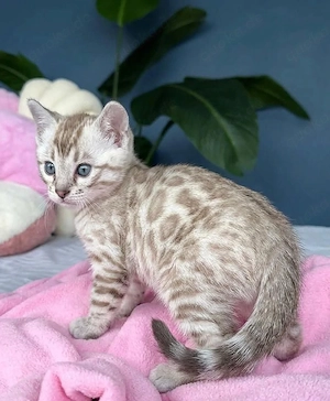 reinrassige männliche und weibliche Bengal-Kätzchen