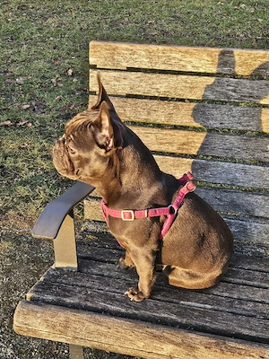 hund zu verkaufen  Bild 5