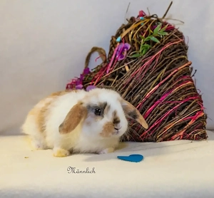 Zwergkaninchen Babys Farbenzwerge Minilops Bild 6