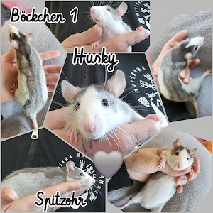 Ratten Babys Jungs super verschmust und total kinderlieb 