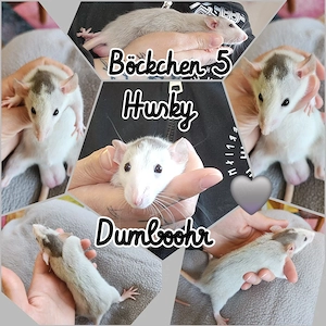 Ratten Babys absolut Wesensfest, kinderlieb und total Handzahm und neugierig 