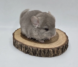 Chinchilla Weibchen Beige RPAt bald abzugeben,