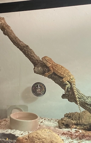 Zwergbartagame Weibchen 2 Jahre alt