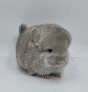 Chinchilla Angora Männchen Beige RPA (Langfell) bald abzugeben,  