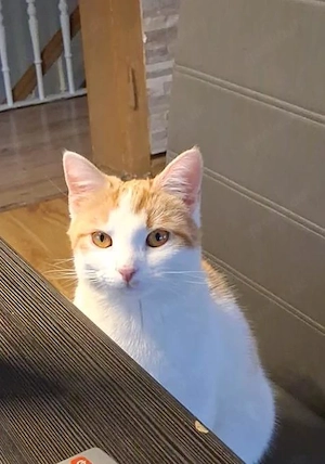 Hauskatze abzugeben   gesund und verspielT