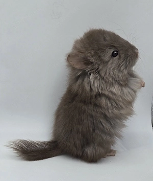 Chinchilla Weibchen Schoko RPA Angora (Langfell)  bald zur Abgabe,  